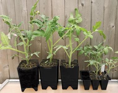 Секреты выращивание рассады томатов без пикировки и с пикировкой Как вырастить перец без пикировки